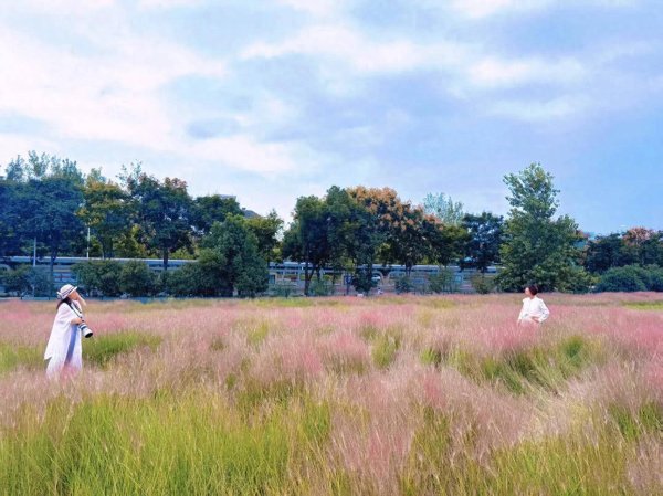 兴业策略 东湖高新二妃山粉黛云海邂逅秋日童话，解锁光谷最浪漫的秋日密码